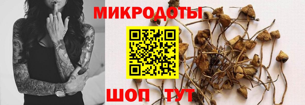 Псилоцибиновые грибы Psilocybe Старая Купавна